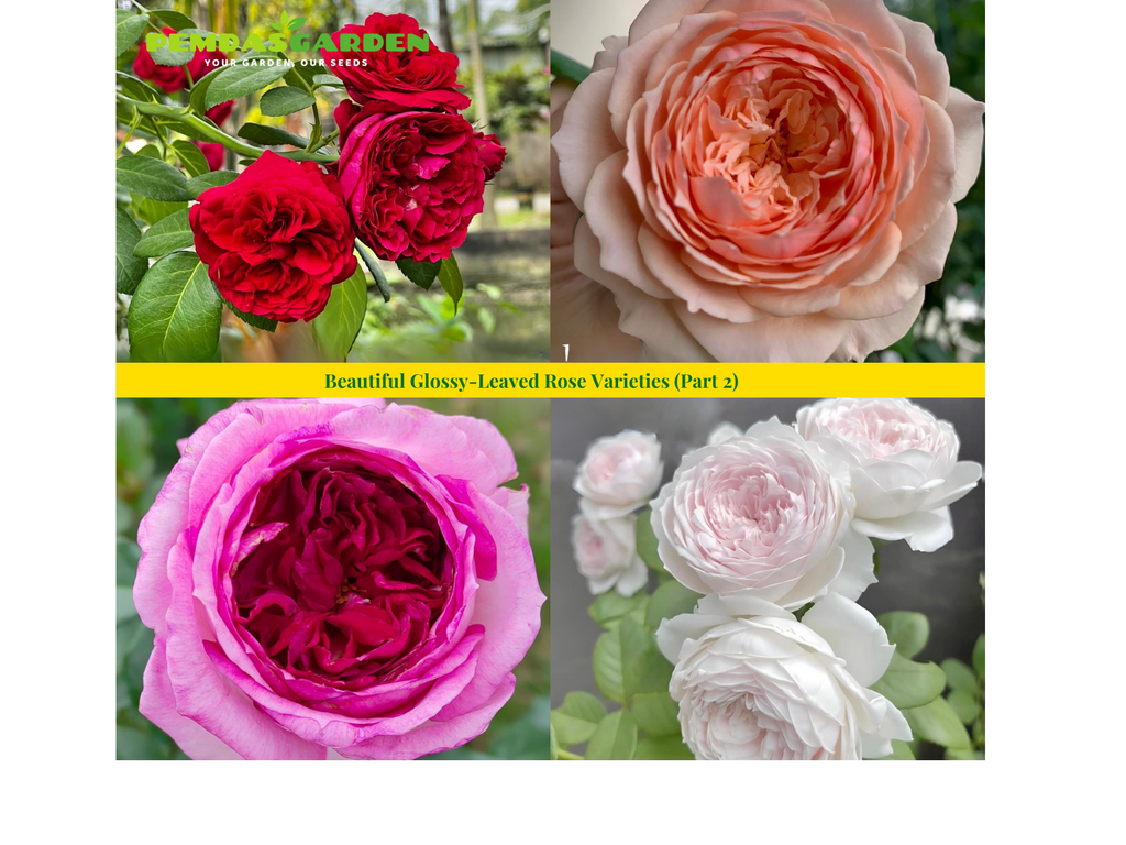 Beautiful Glossy-Leaved Rose Varieties (Part 2)