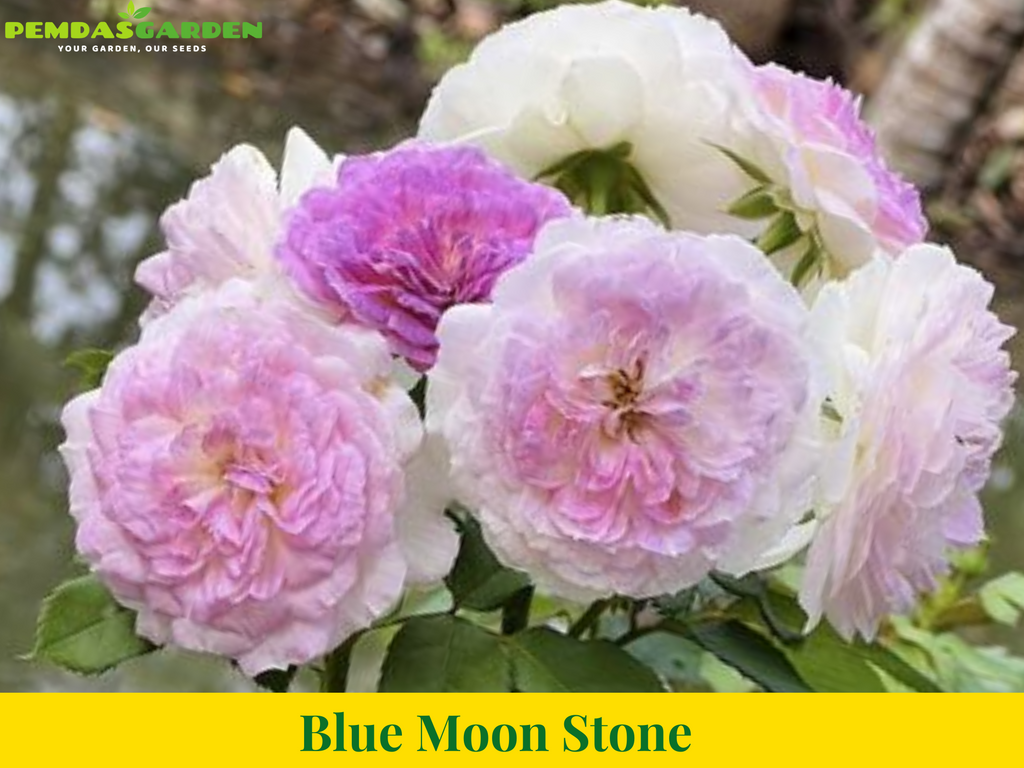 Blue Moon Stone