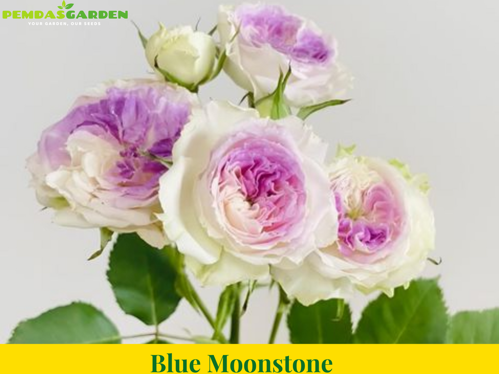 Blue Moonstone