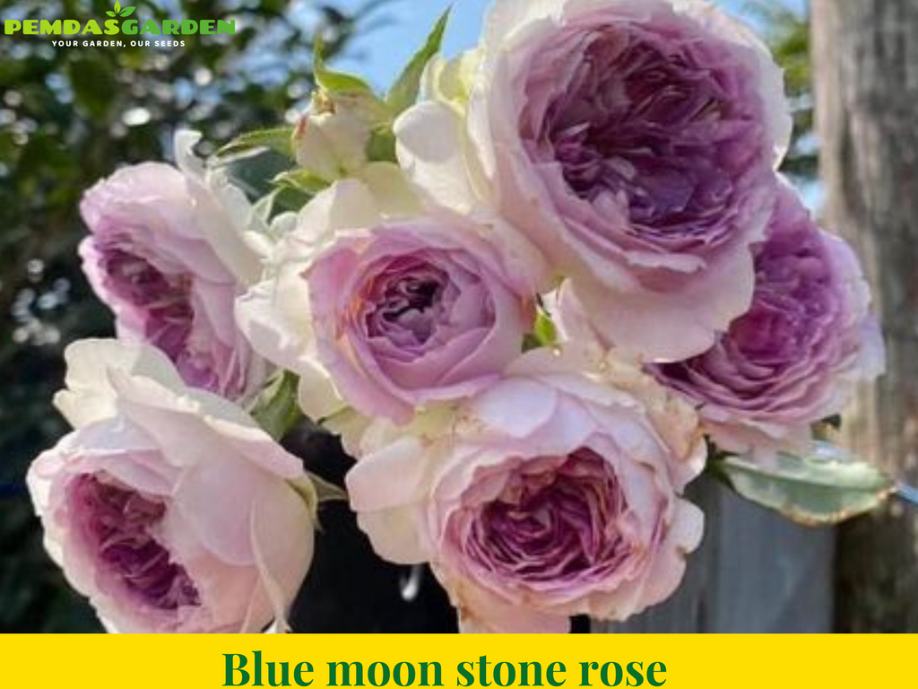 Blue moon stone rose