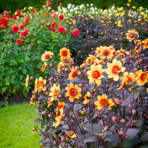 Dahlia Flowers: Nature's Delicate Beauties