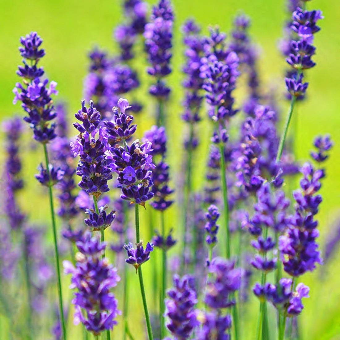 Growing Lavender from Seed: A Complete Beginner's Guide