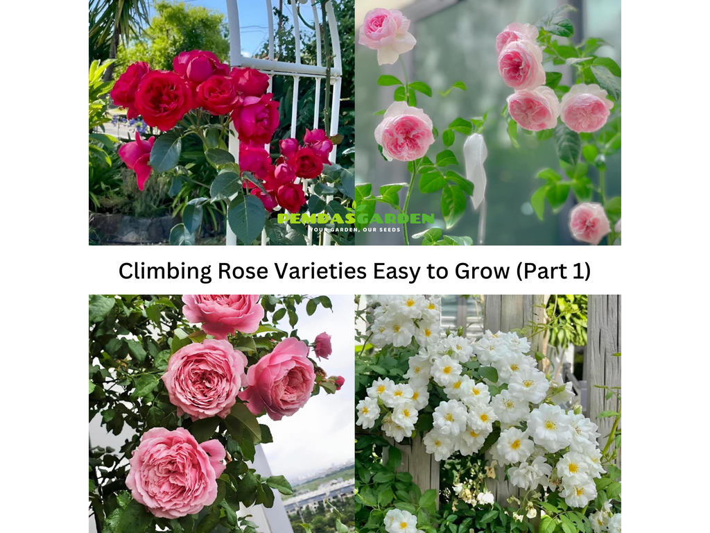 Climbing Rose Varieties Easy to Grow (Part 1)