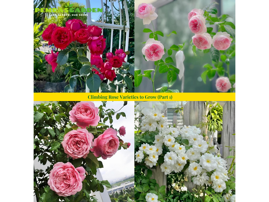 Climbing Rose Varieties to Grow (Part 1)