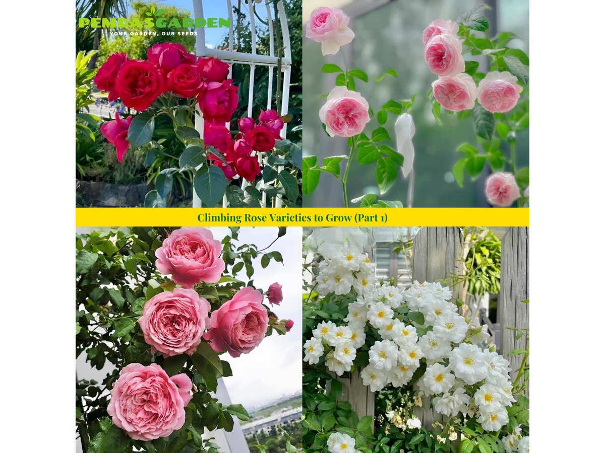 Climbing Rose Varieties to Grow (Part 1) – PEMDASGARDEN