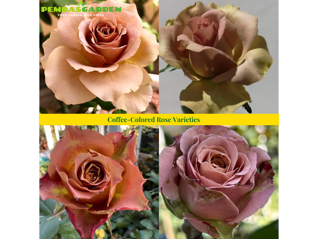 Coffee-Colored Rose Varieties