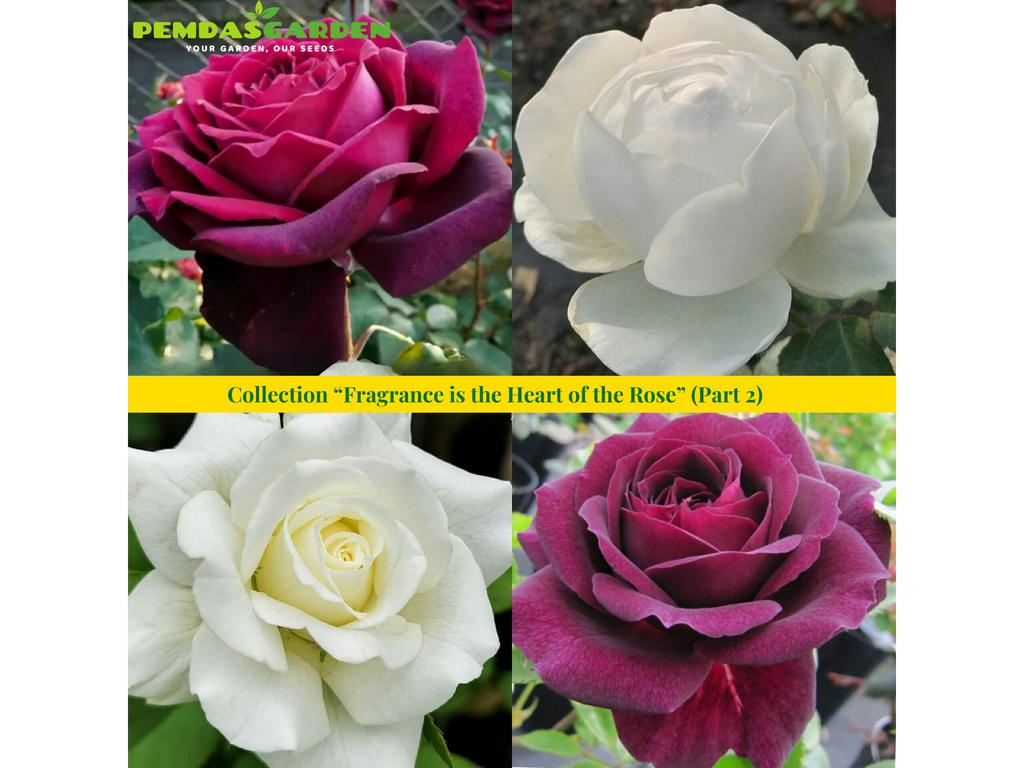 Collection “Fragrance is the Heart of the Rose” (Part 2)