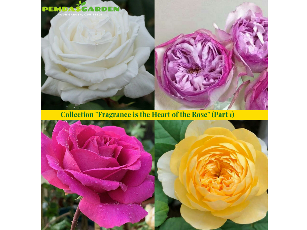 Collection "Fragrance is the Heart of the Rose" (Part 1)