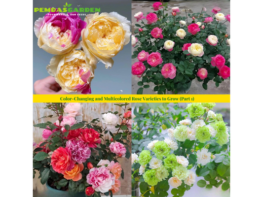 Color-Changing and Multicolored Rose Varieties to Grow (Part 1)