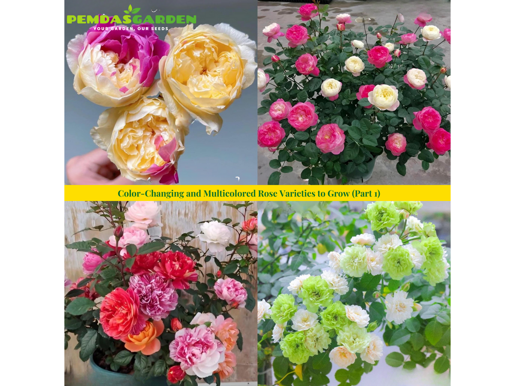 X Factor Roses Variety Color-Changing and Multicolored Rose Varieties to Grow (Part 1 ...