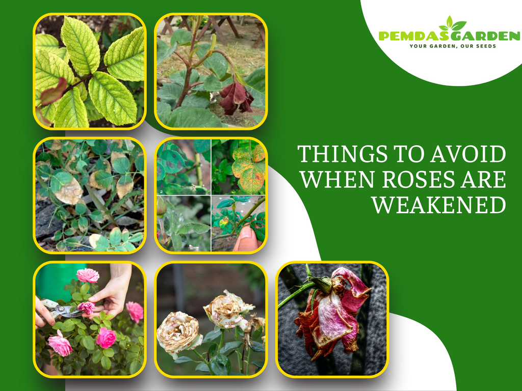 Things to Avoid When Roses are Weakened
