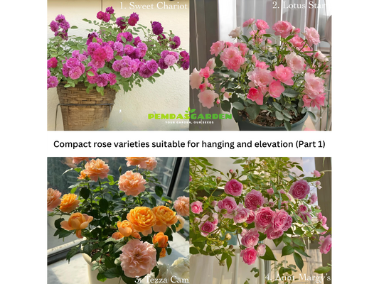 Compact rose varieties suitable for hanging and elevation (Part 1)