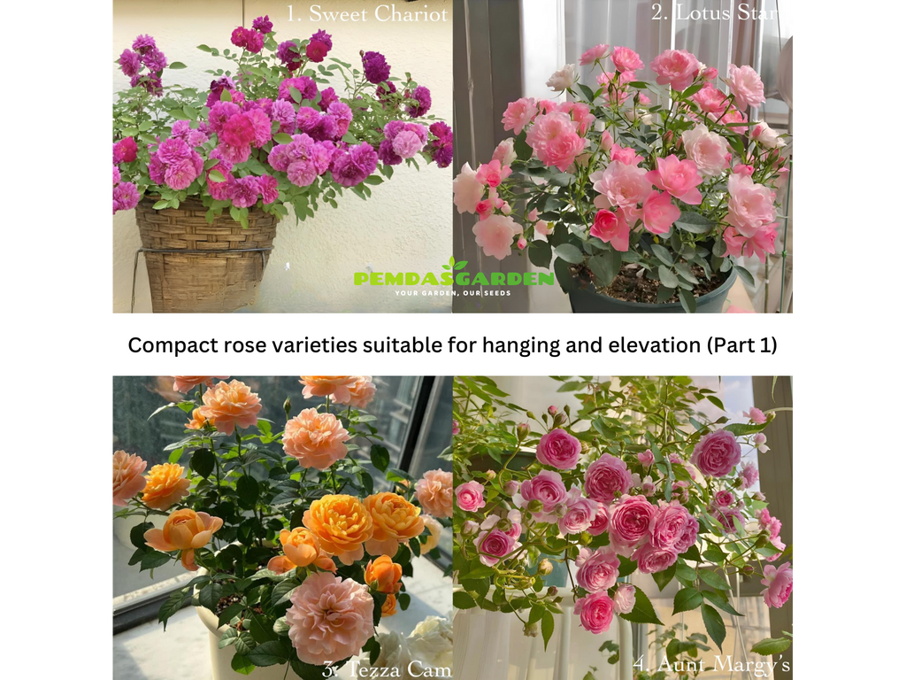 Compact rose varieties suitable for hanging and elevation (Part 1)