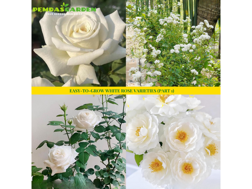 EASY-TO-GROW WHITE ROSE VARIETIES (PART 1)