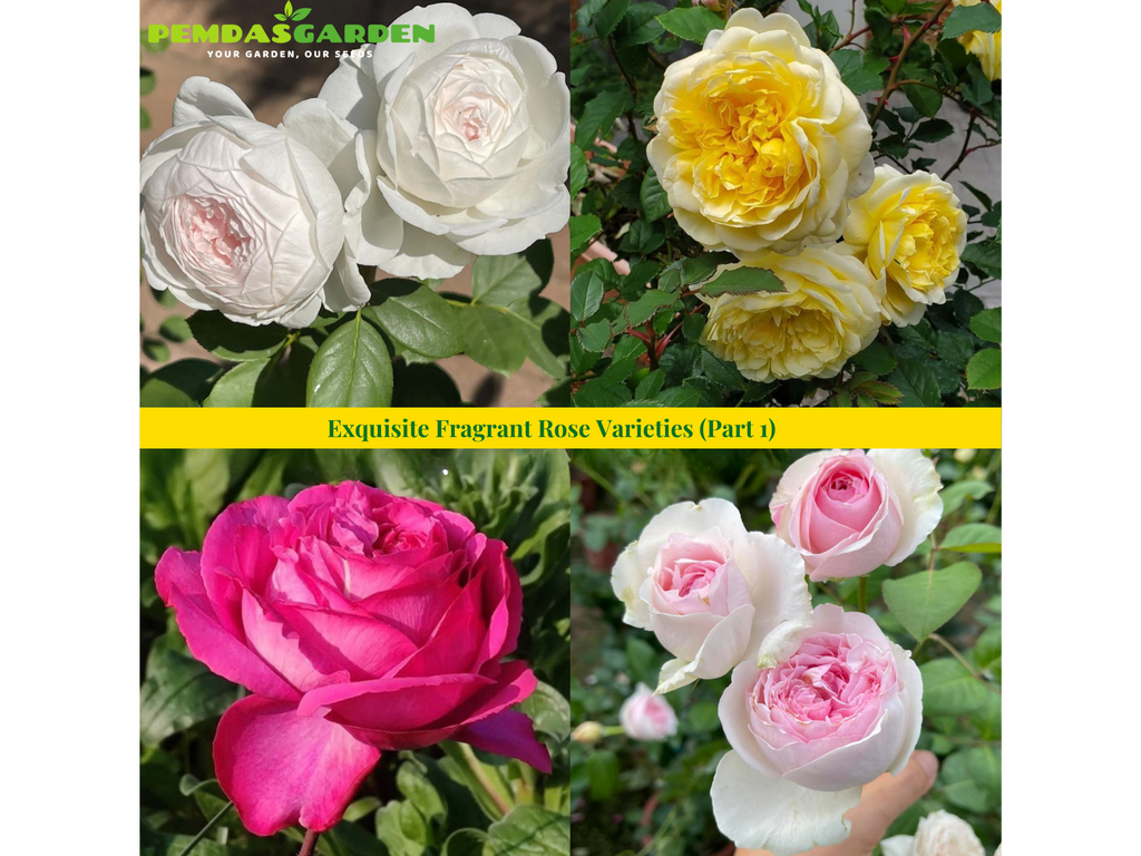 Tree Roses Fragrant Exquisite Fragrant Rose Varieties (Part 1) – PEMDASGARDEN