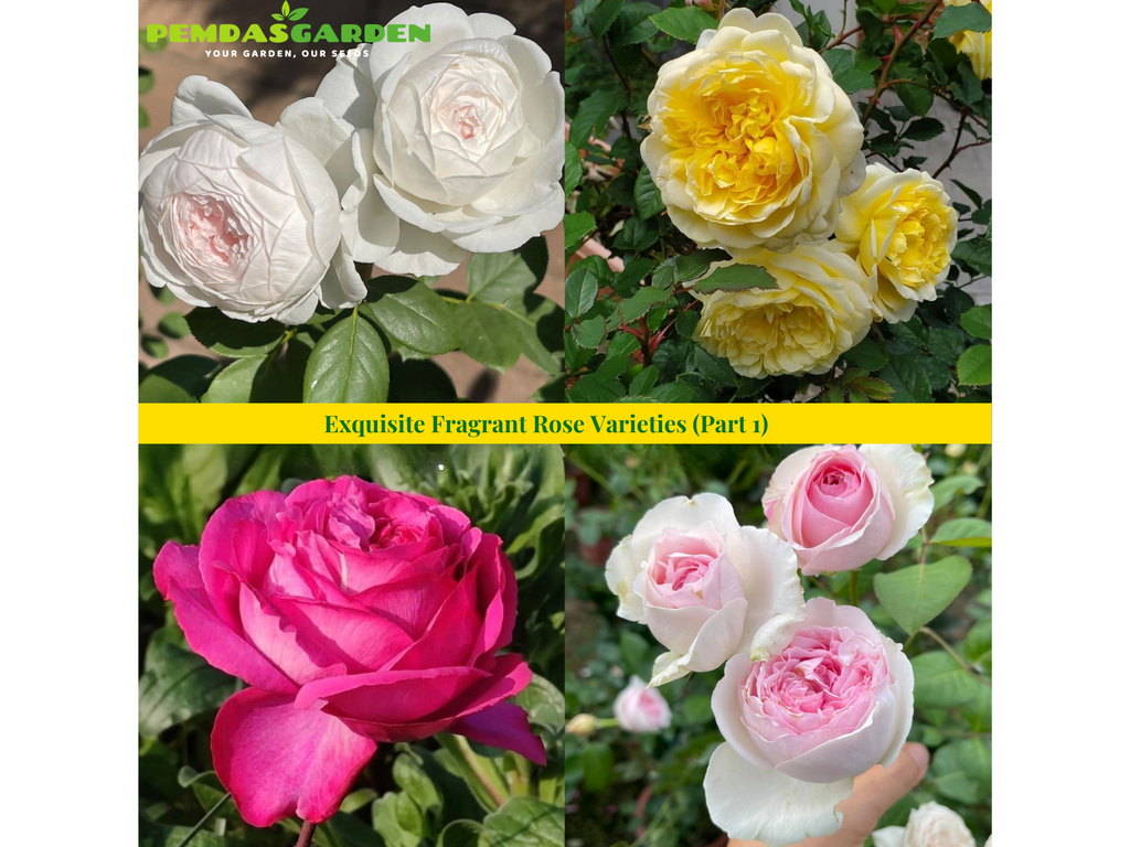 Exquisite Fragrant Rose Varieties (Part 1)