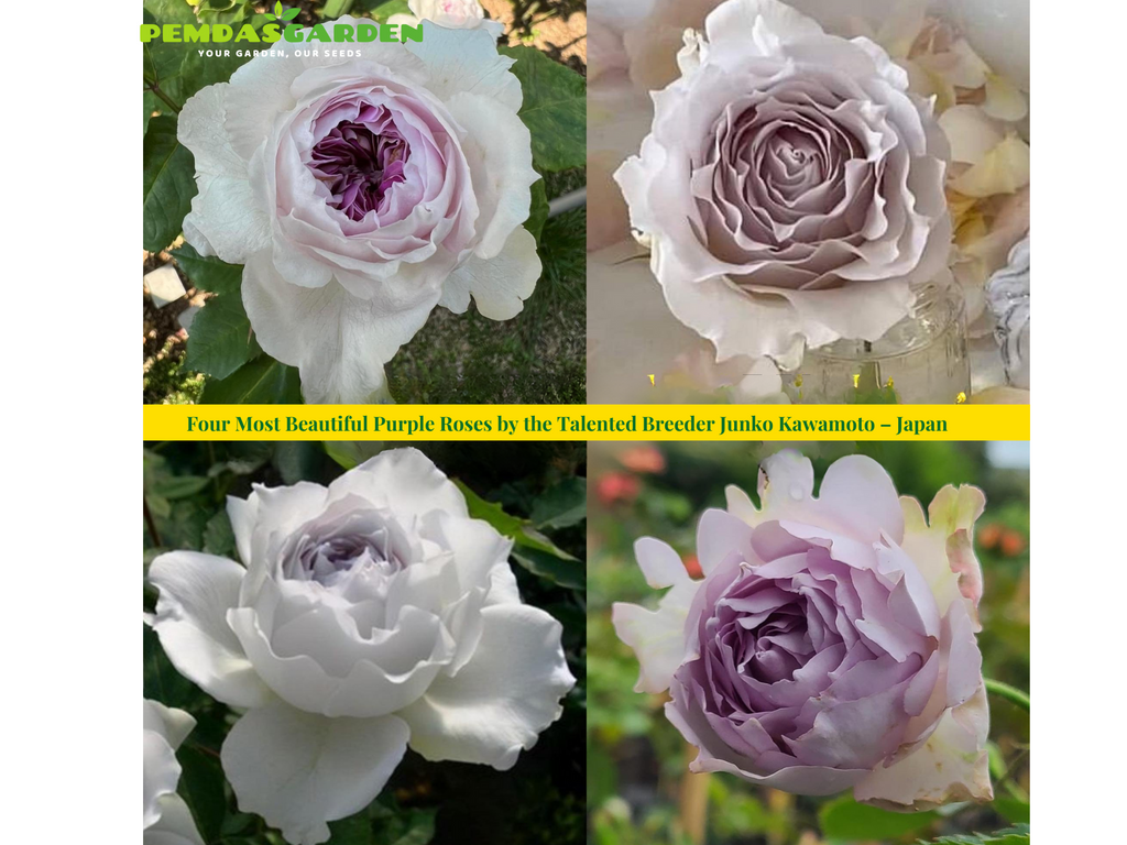 Four Most Beautiful Purple Roses by the Talented Breeder Junko Kawamoto – Japan