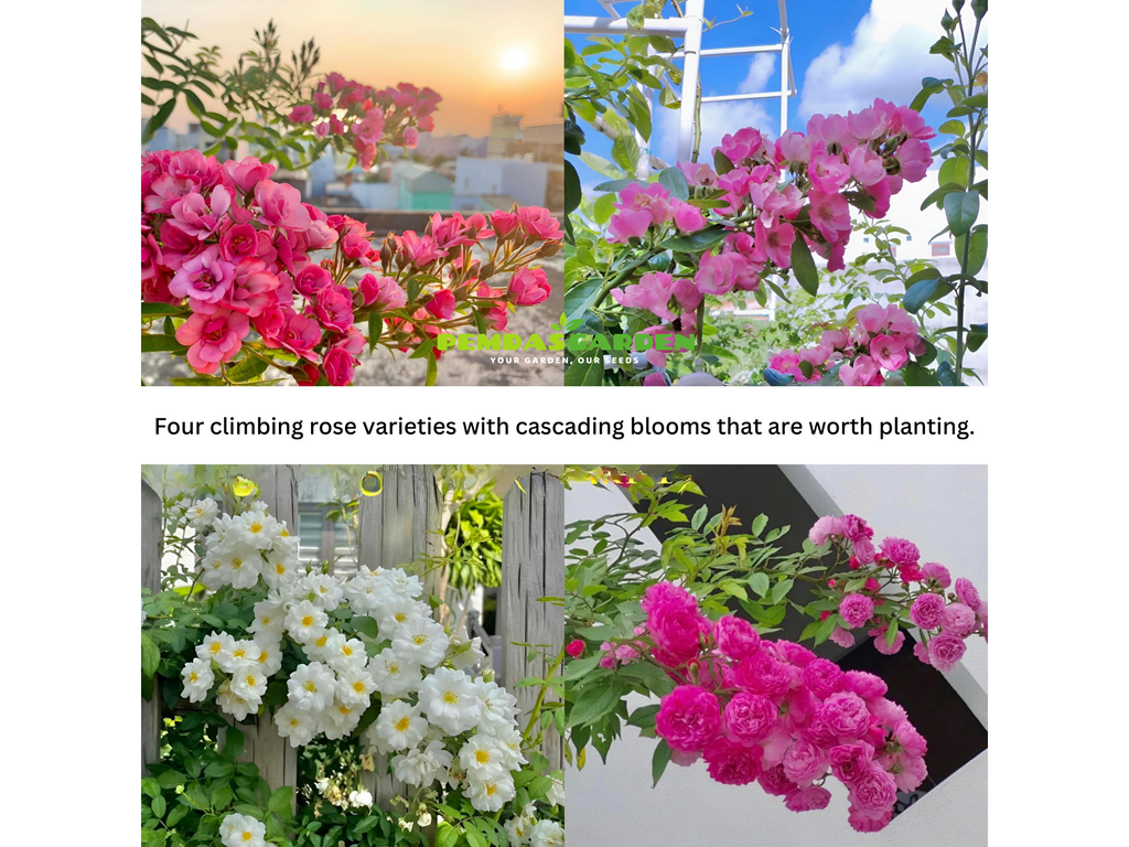 Four climbing rose varieties with cascading blooms that are worth planting