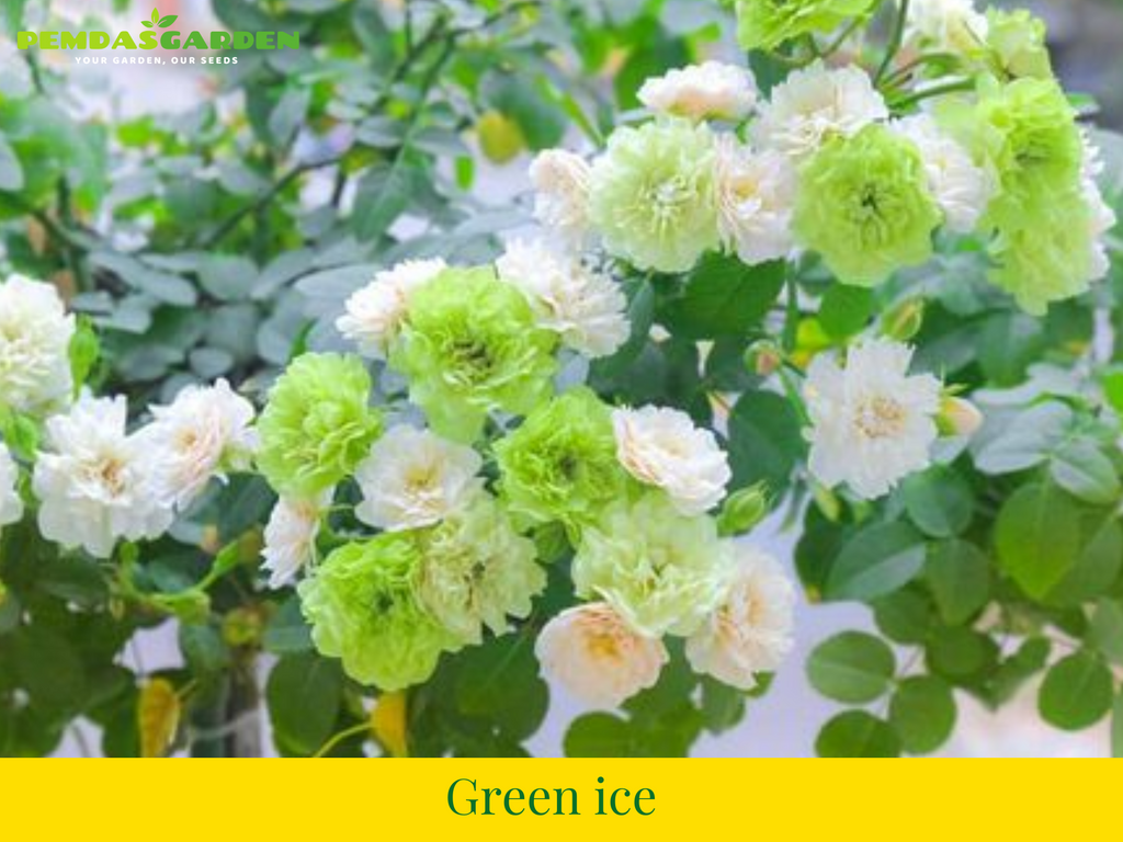 Green ice