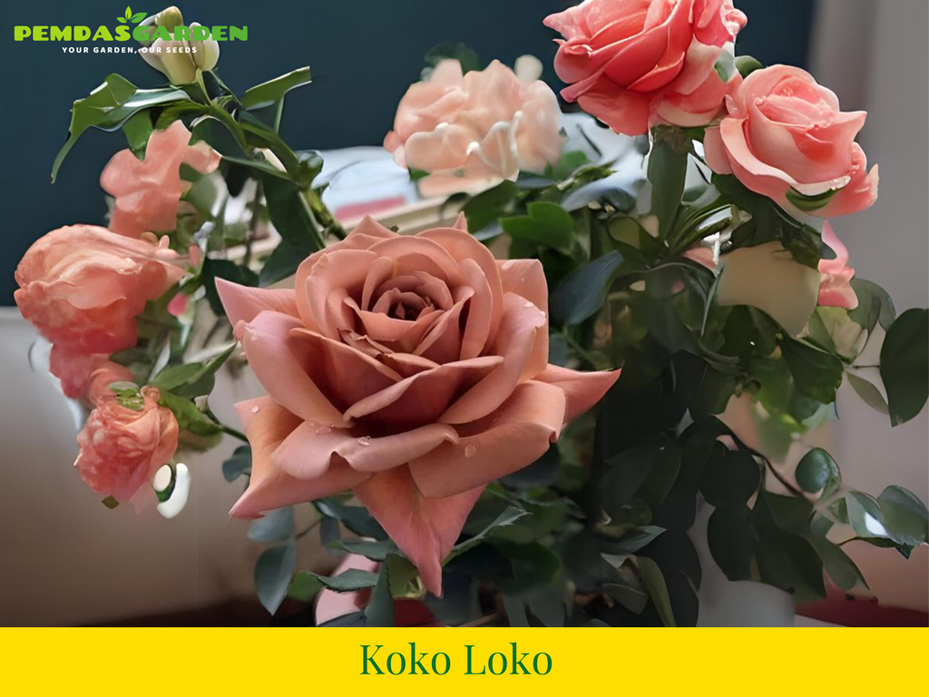 Koko Loko