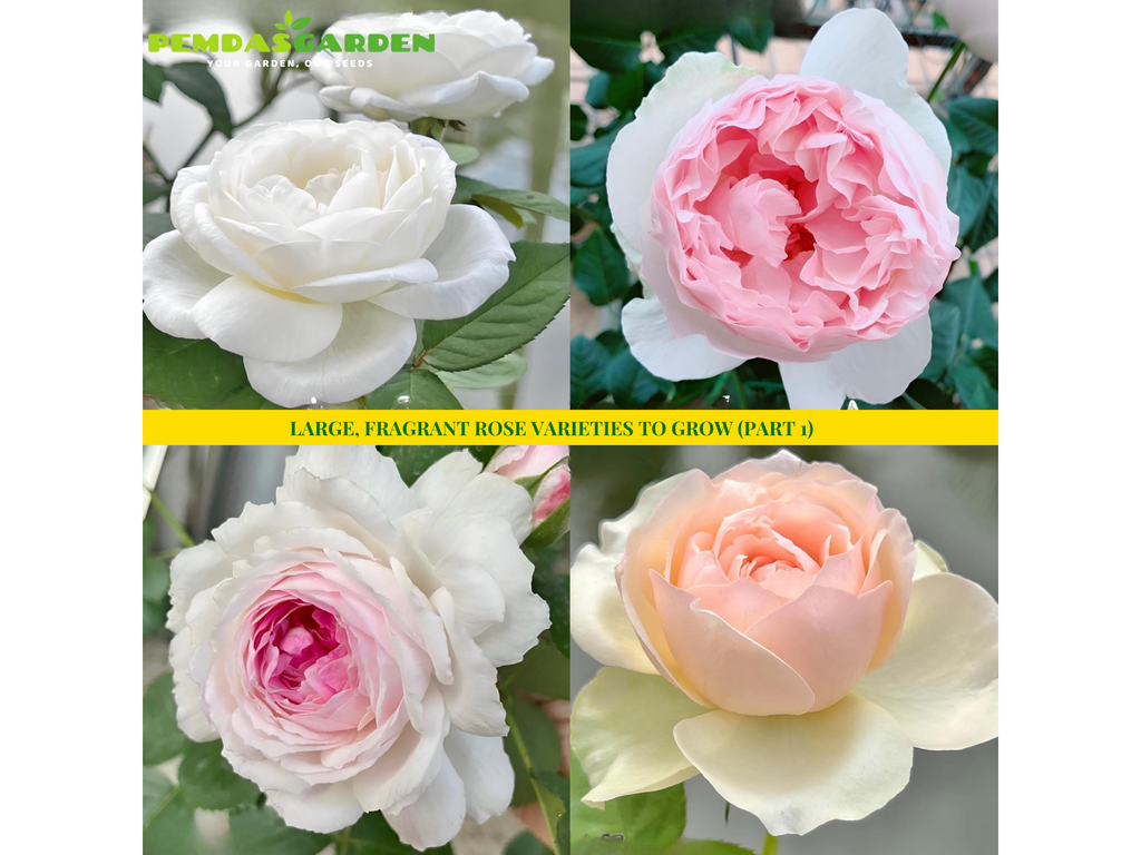 LARGE, FRAGRANT ROSE VARIETIES TO GROW (PART 1)