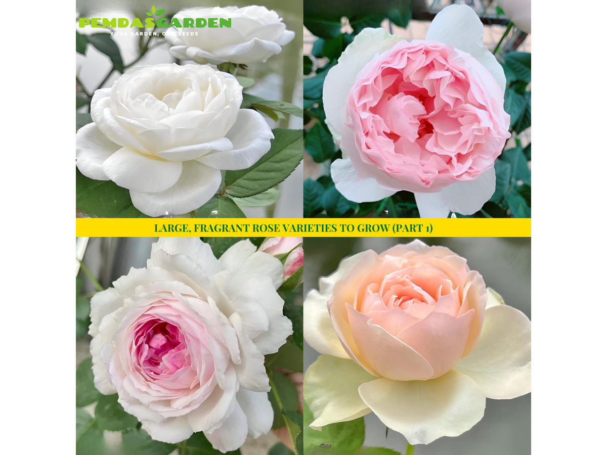 LARGE, FRAGRANT ROSE VARIETIES TO GROW (PART 1) – PEMDASGARDEN
