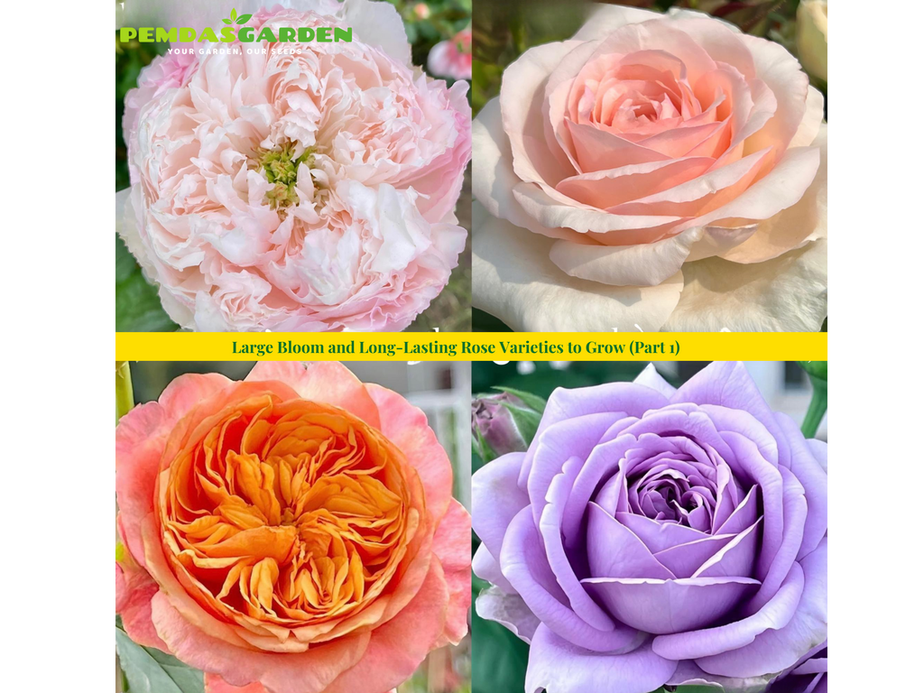 Large Bloom and Long-Lasting Rose Varieties to Grow (Part 1)