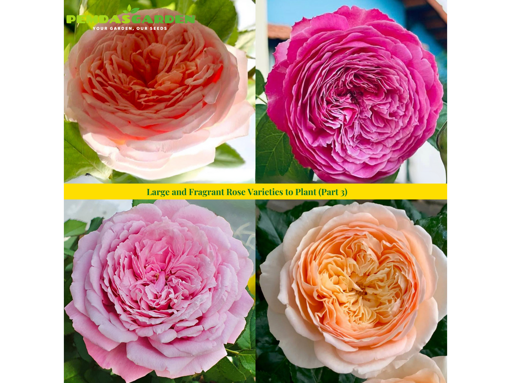 Large and Fragrant Rose Varieties to Plant (Part 3)