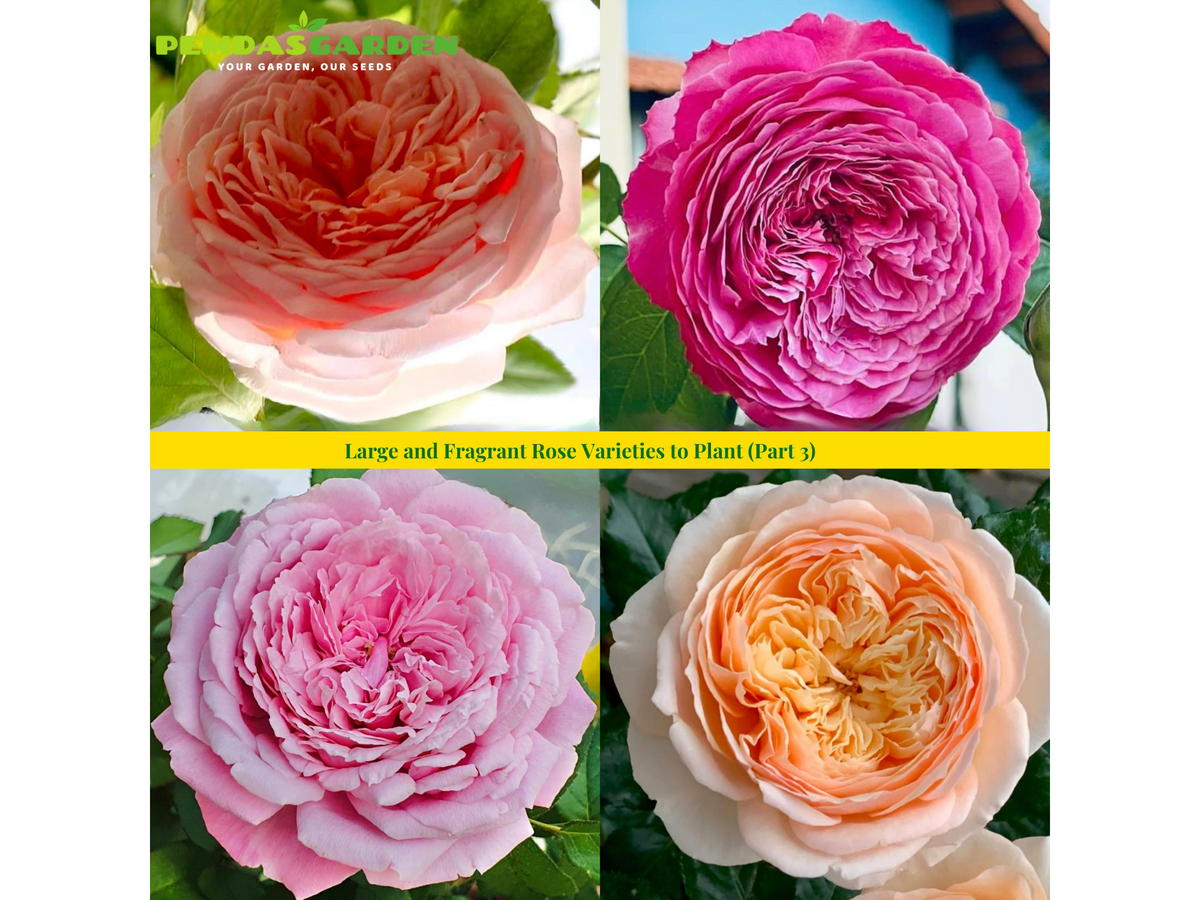 Large and Fragrant Rose Varieties to Plant (Part 3) – PEMDASGARDEN