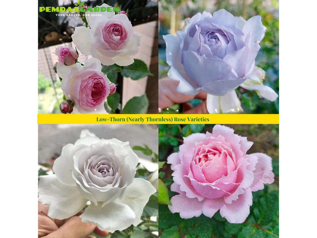 Low-Thorn (Nearly Thornless) Rose Varieties