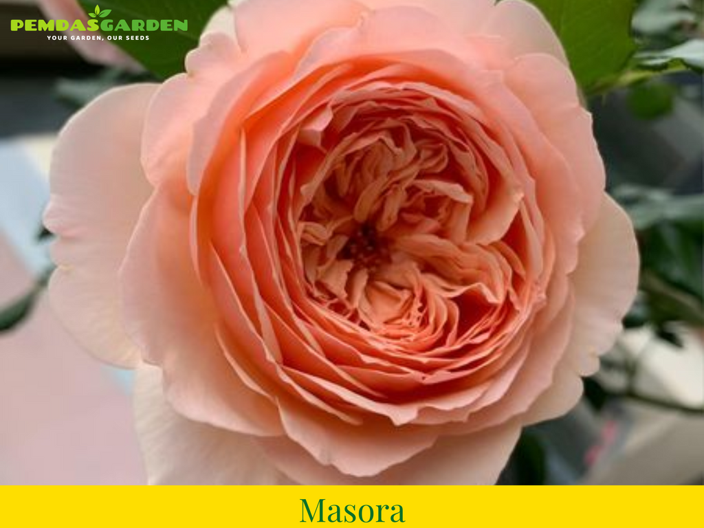 Masora Rose – PEMDASGARDEN