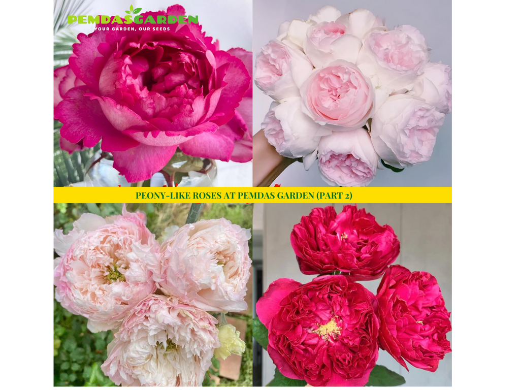 PEONY-LIKE ROSES AT PEMDAS GARDEN (PART 2)