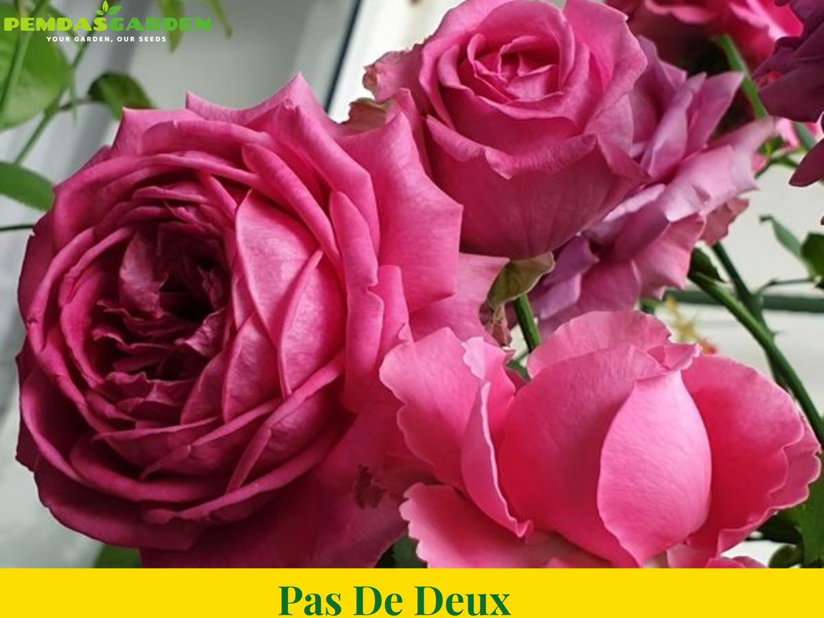 Pas De Deux – PEMDASGARDEN