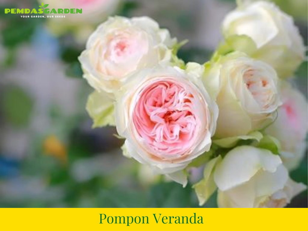 Pompon Veranda