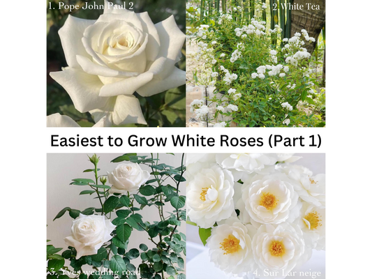 WHITE ROSE VARIETIES EASIEST TO GROW (PART 1)
