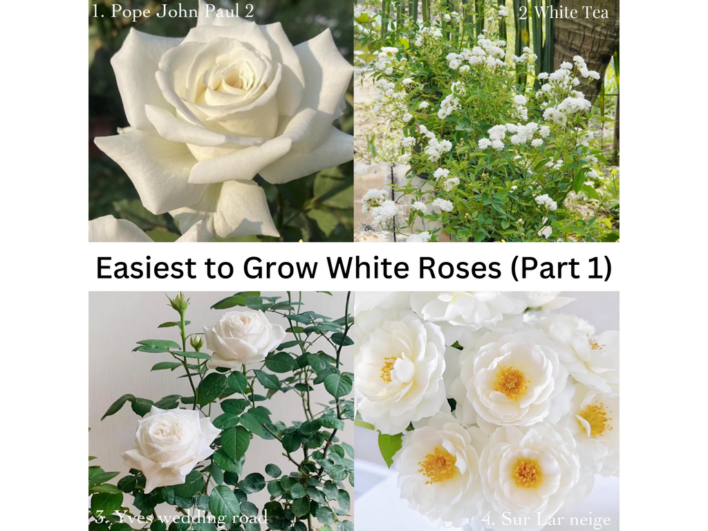 WHITE ROSE VARIETIES EASIEST TO GROW (PART 1)
