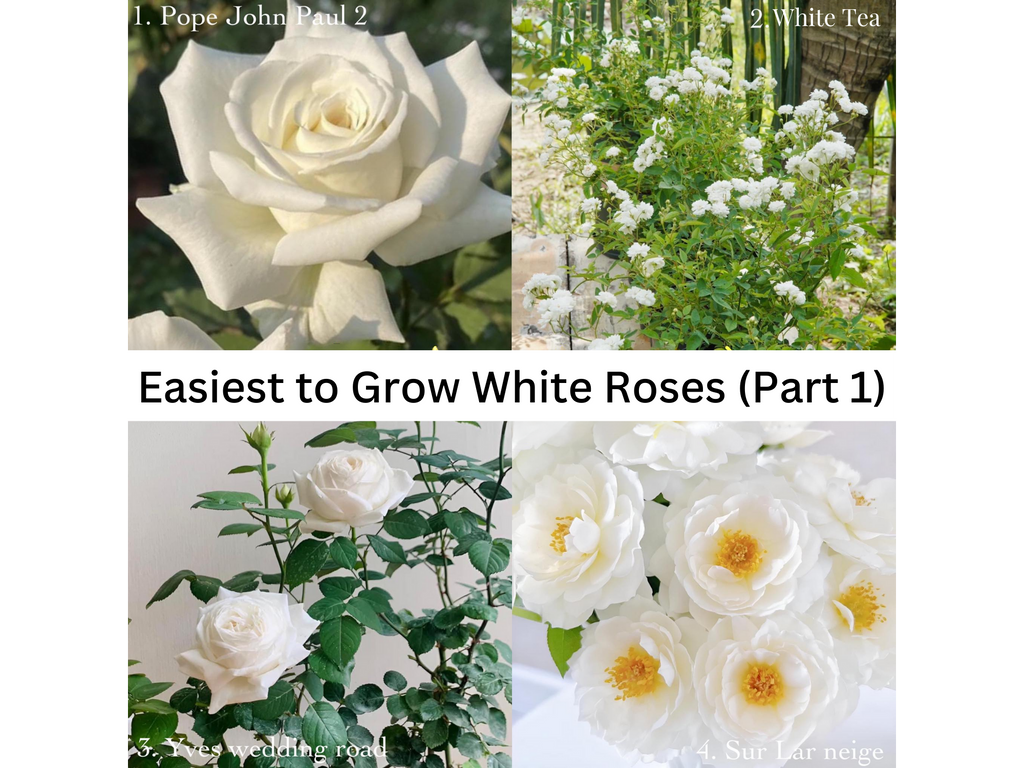 WHITE ROSE VARIETIES EASIEST TO GROW (PART 1) – PEMDASGARDEN
