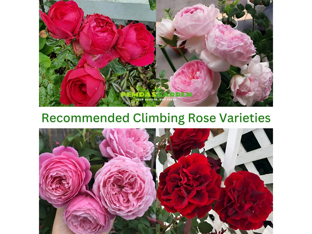 Recommended Climbing Rose Varieties