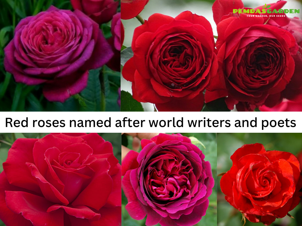 RED ROSES NAMED AFTER WORLD WRITERS AND POETS