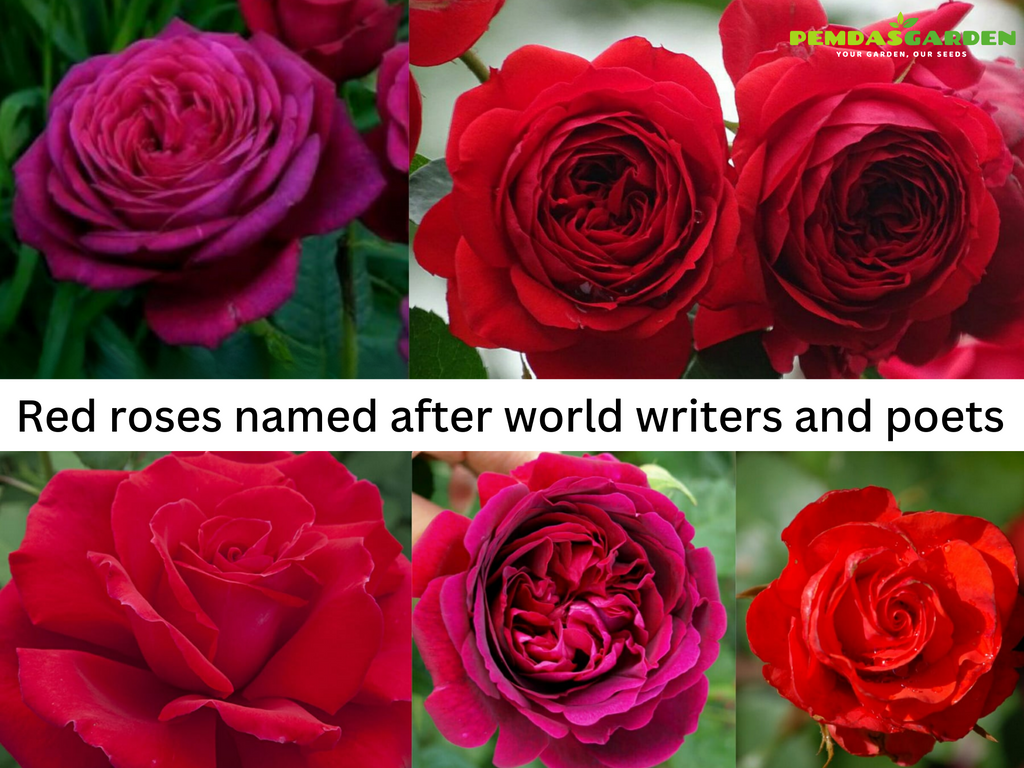 Red Rose Names