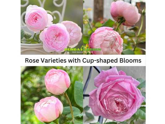 Rose Varieties with Cup-shaped Blooms