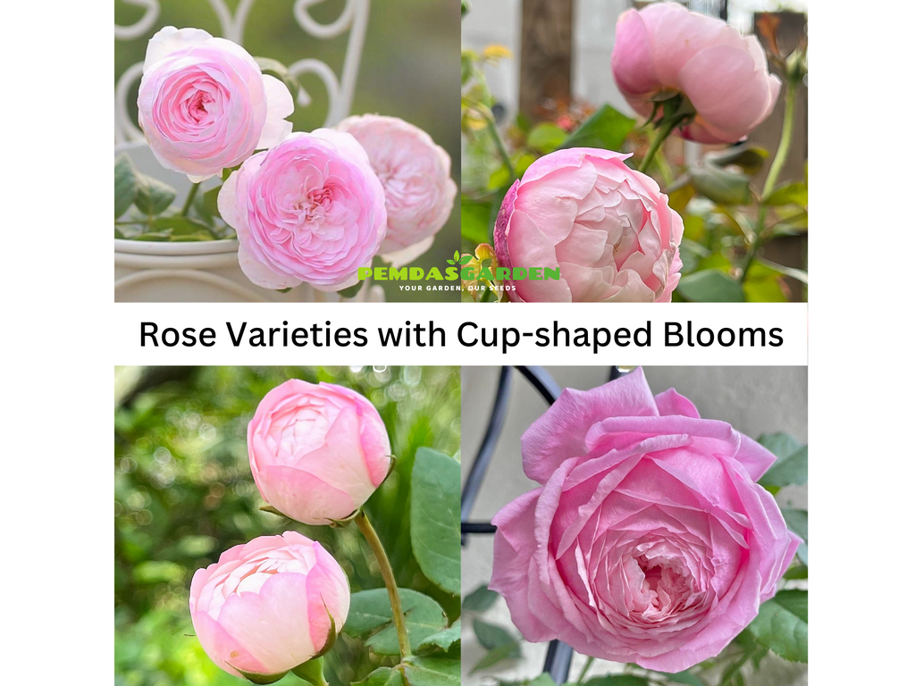 Rose Varieties with Cup-shaped Blooms