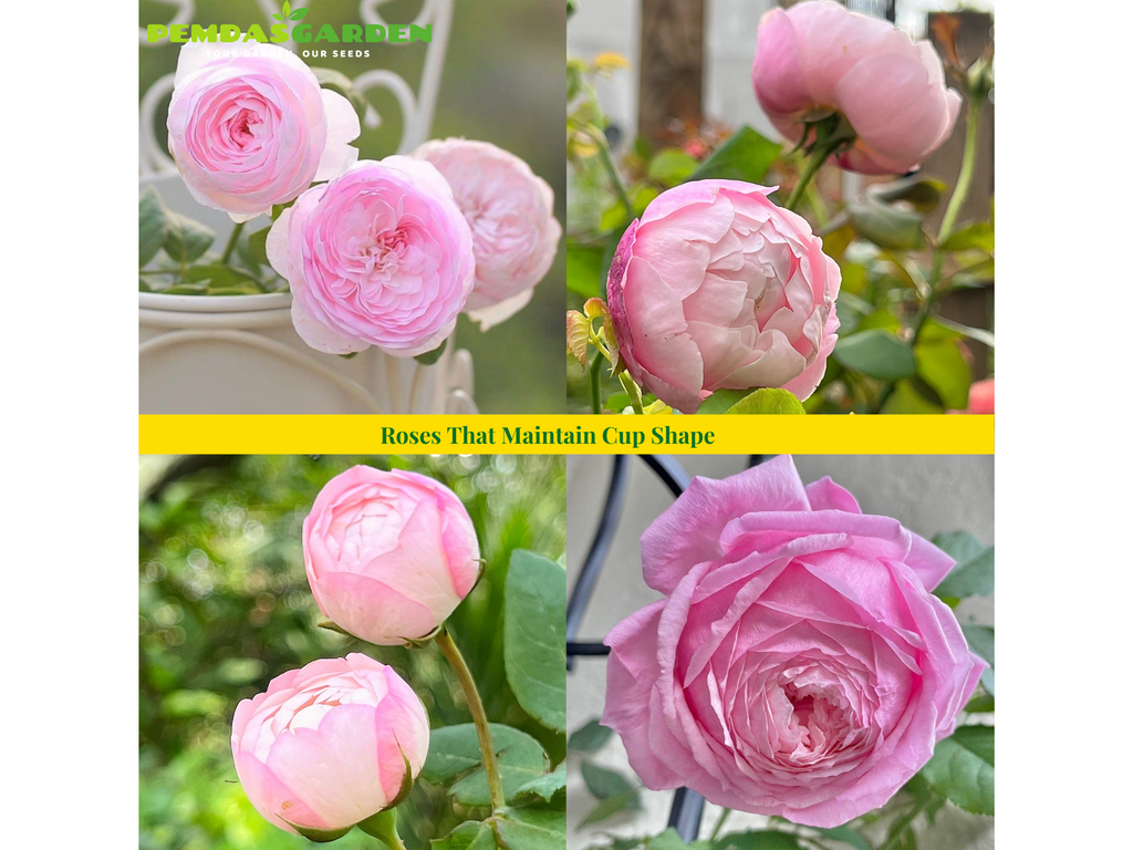 Roses That Maintain Cup Shape