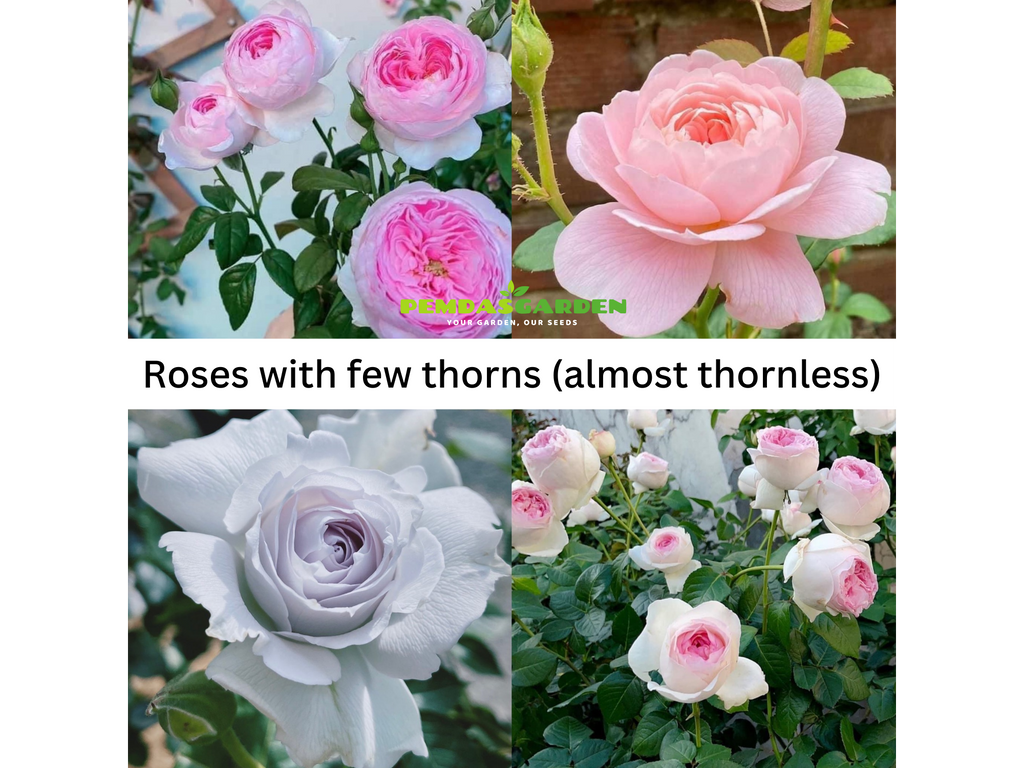 Roses with few thorns (almost thornless)