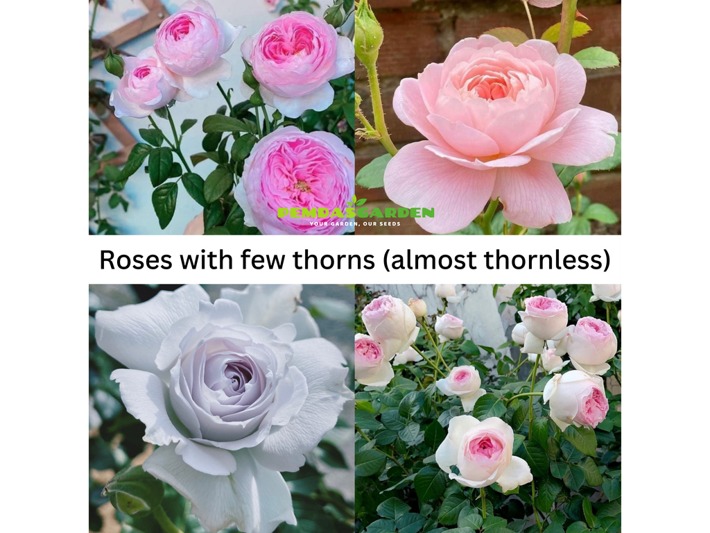 Roses with few thorns (almost thornless) – PEMDASGARDEN