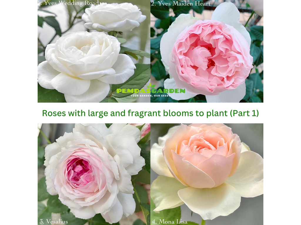 Roses with large and fragrant blooms to plant (Part 1)