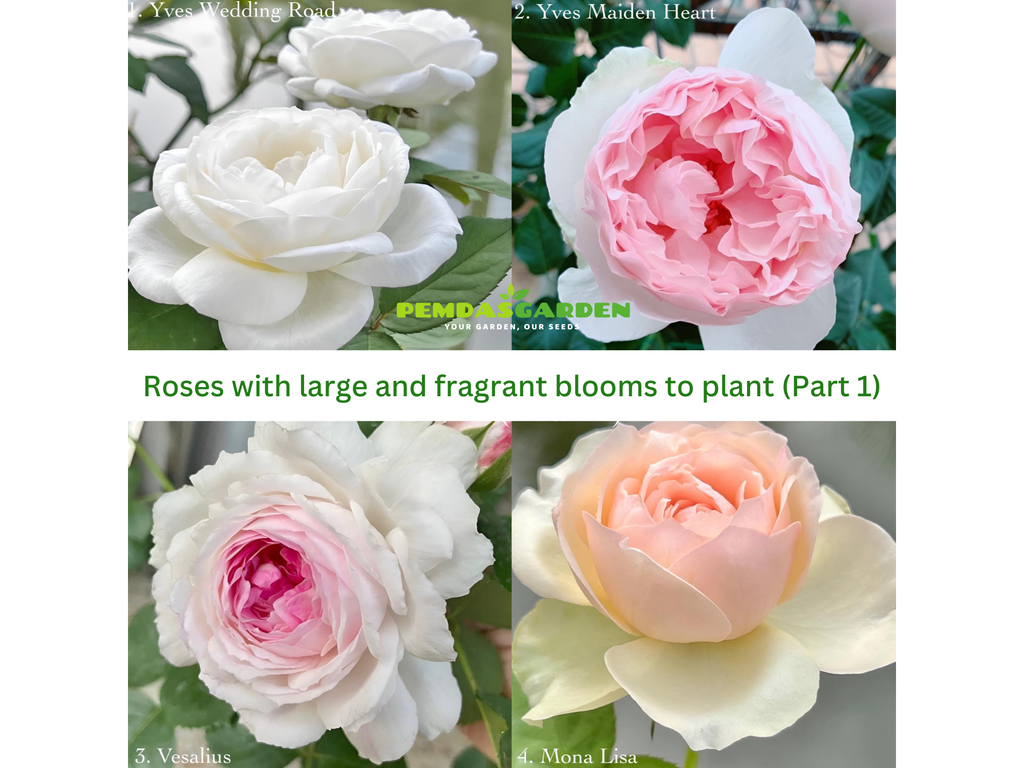 Tree Roses Fragrant Roses with large and fragrant blooms to plant (Part 1) – PEMDASGARDEN