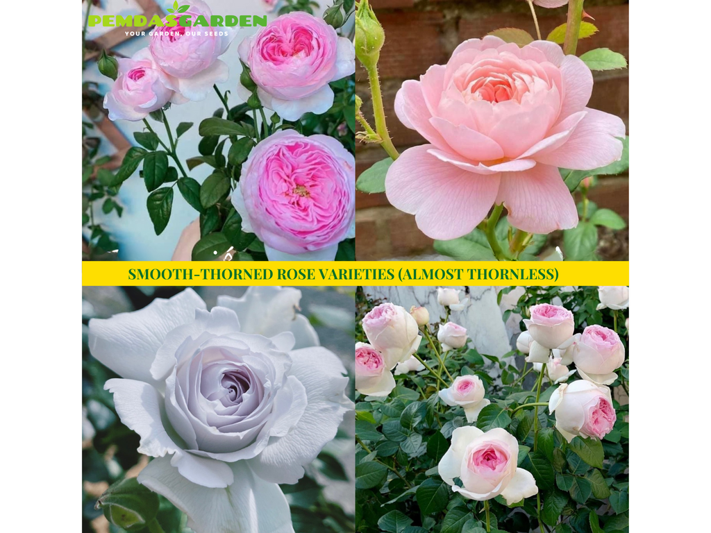 SMOOTH-THORNED ROSE VARIETIES (ALMOST THORNLESS)