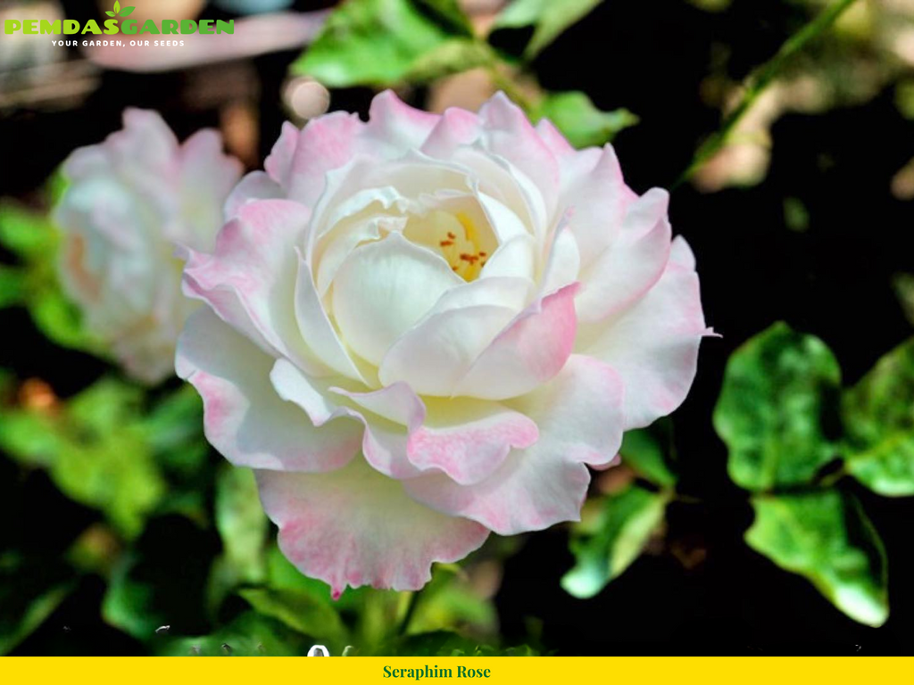 Advantages and Disadvantages of Seraphim Rose