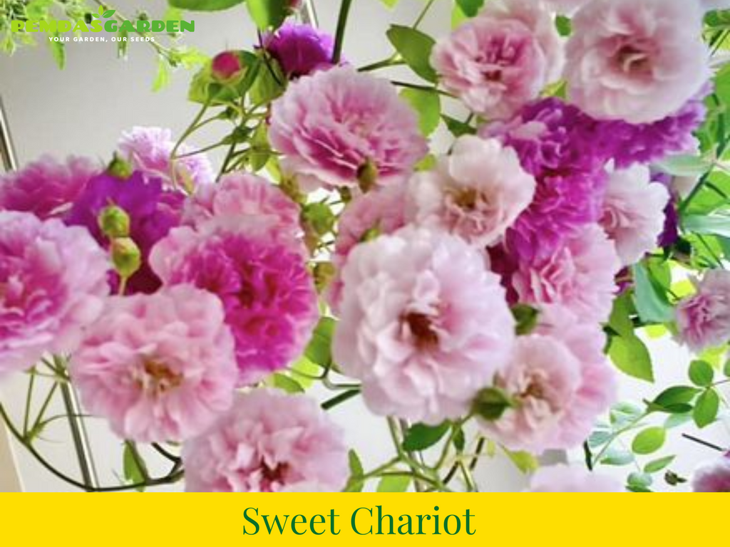 Sweet Chariot rose